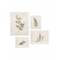 Pack de 4 tableaux botaniques